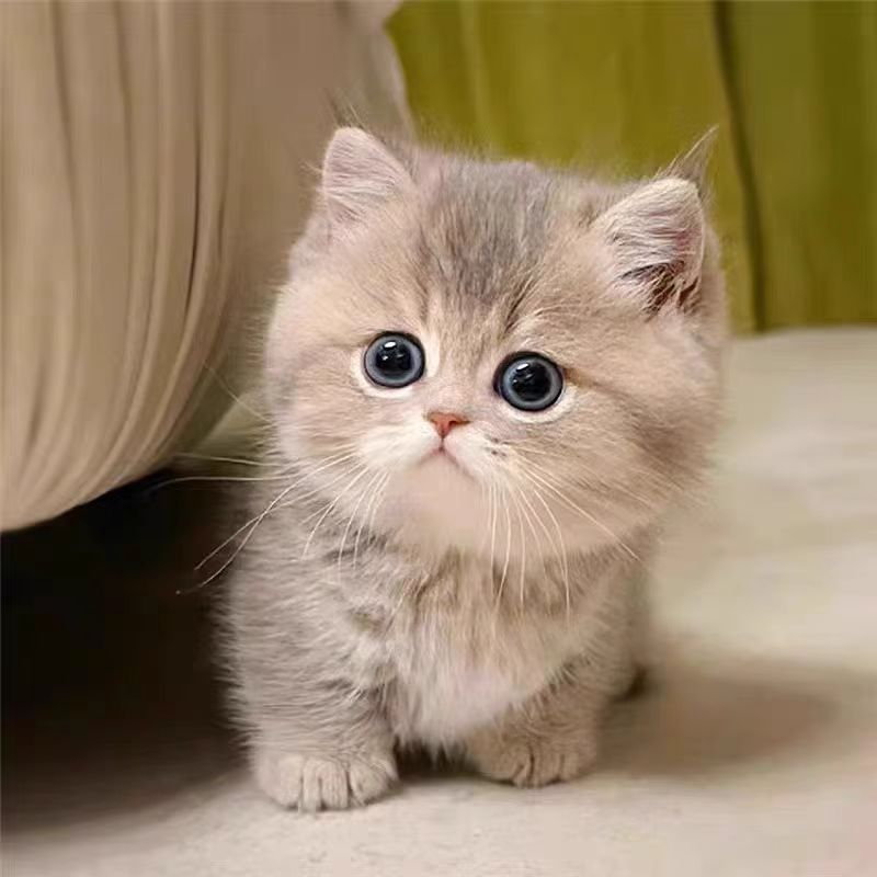 【多乐宠物猫】精品活体猫咪