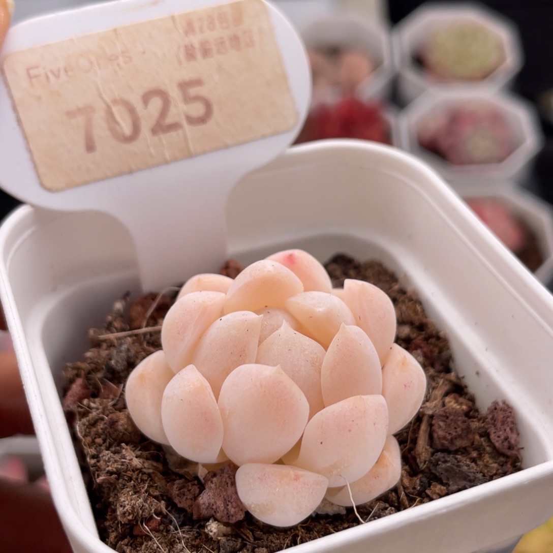 白桃汽水7025-3.0厘米