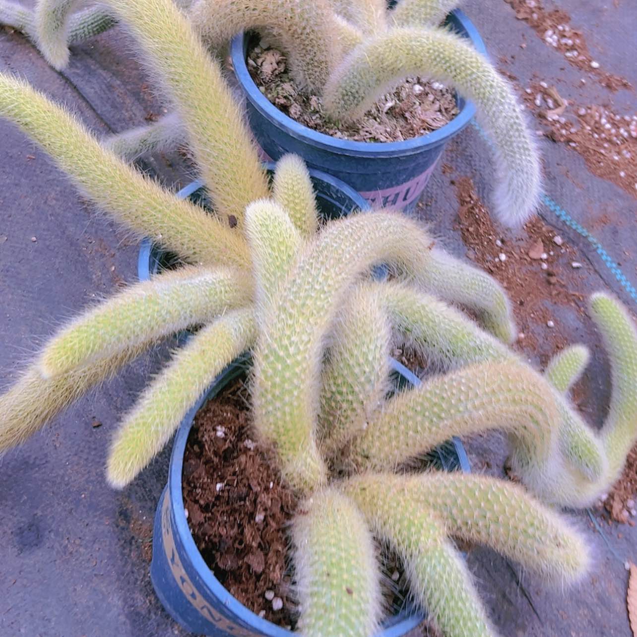 【闪购商品】大群九尾狐偏远不拍19.9