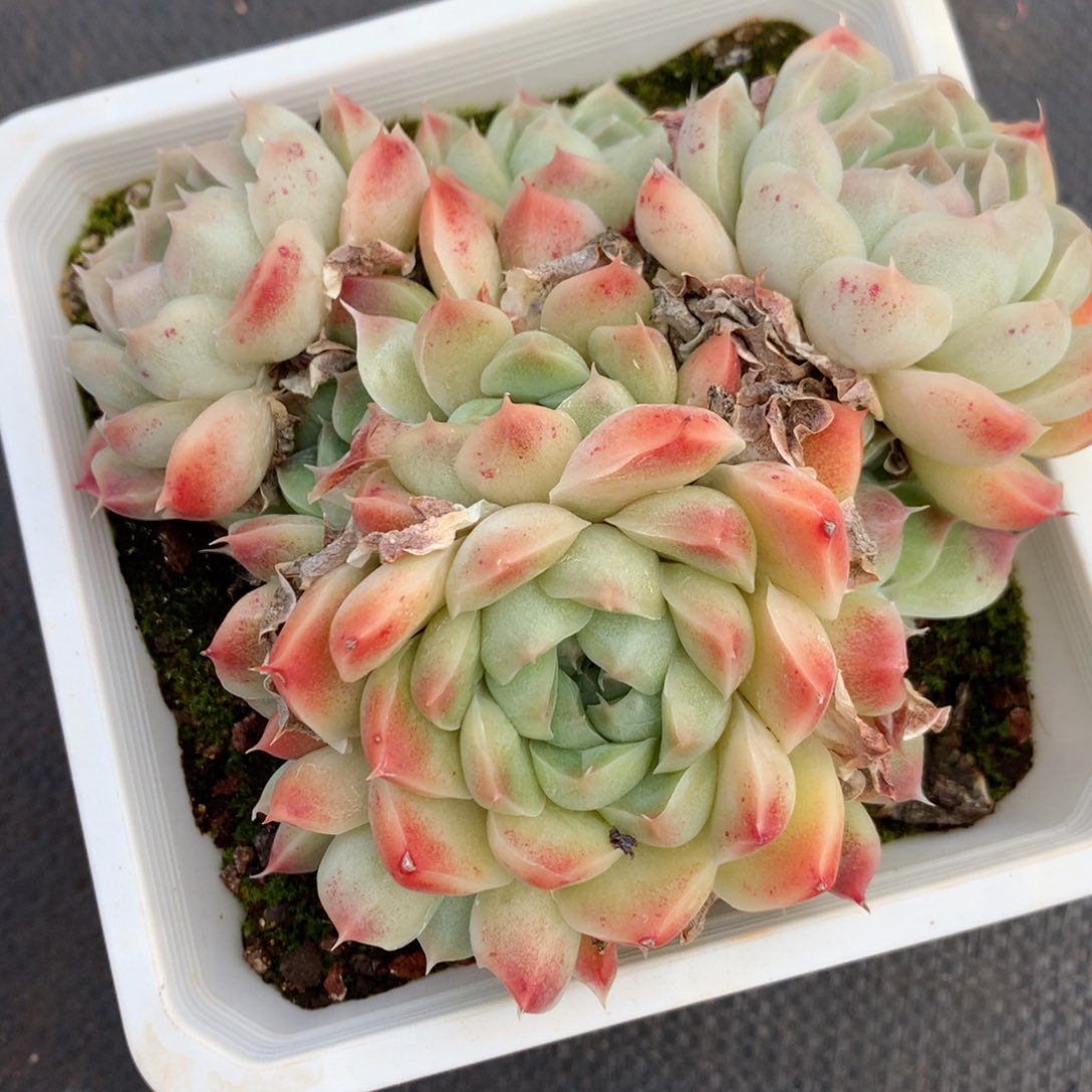 1106杂交精品基地13厘米