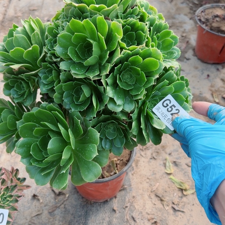 524绿羊绒多肉汁