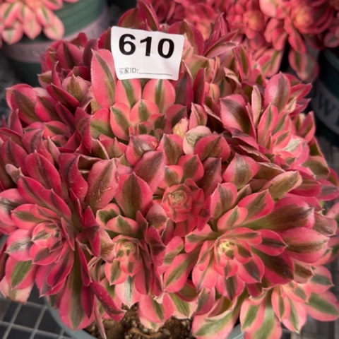 610女巫20厘米左右