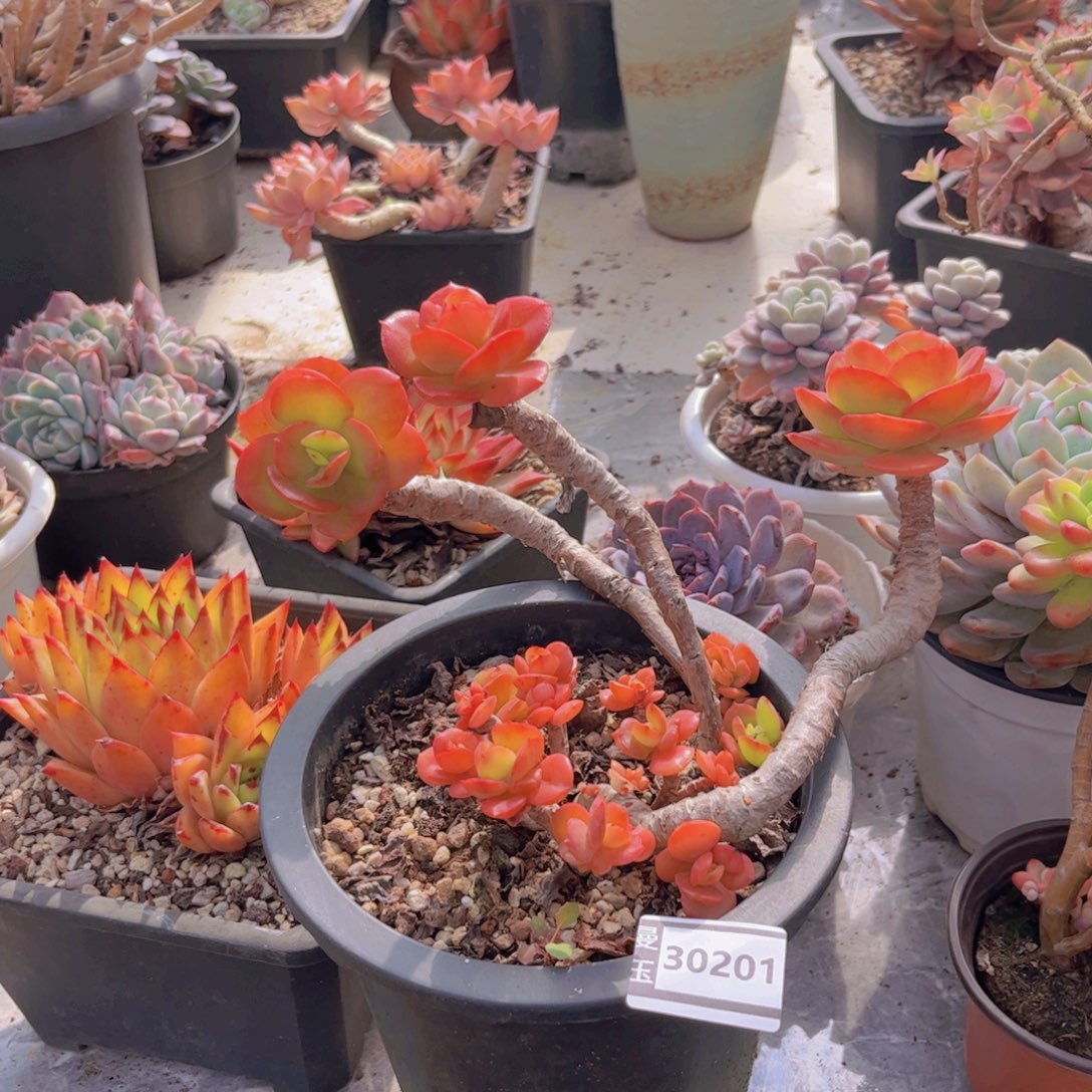 红梅多肉植物30201