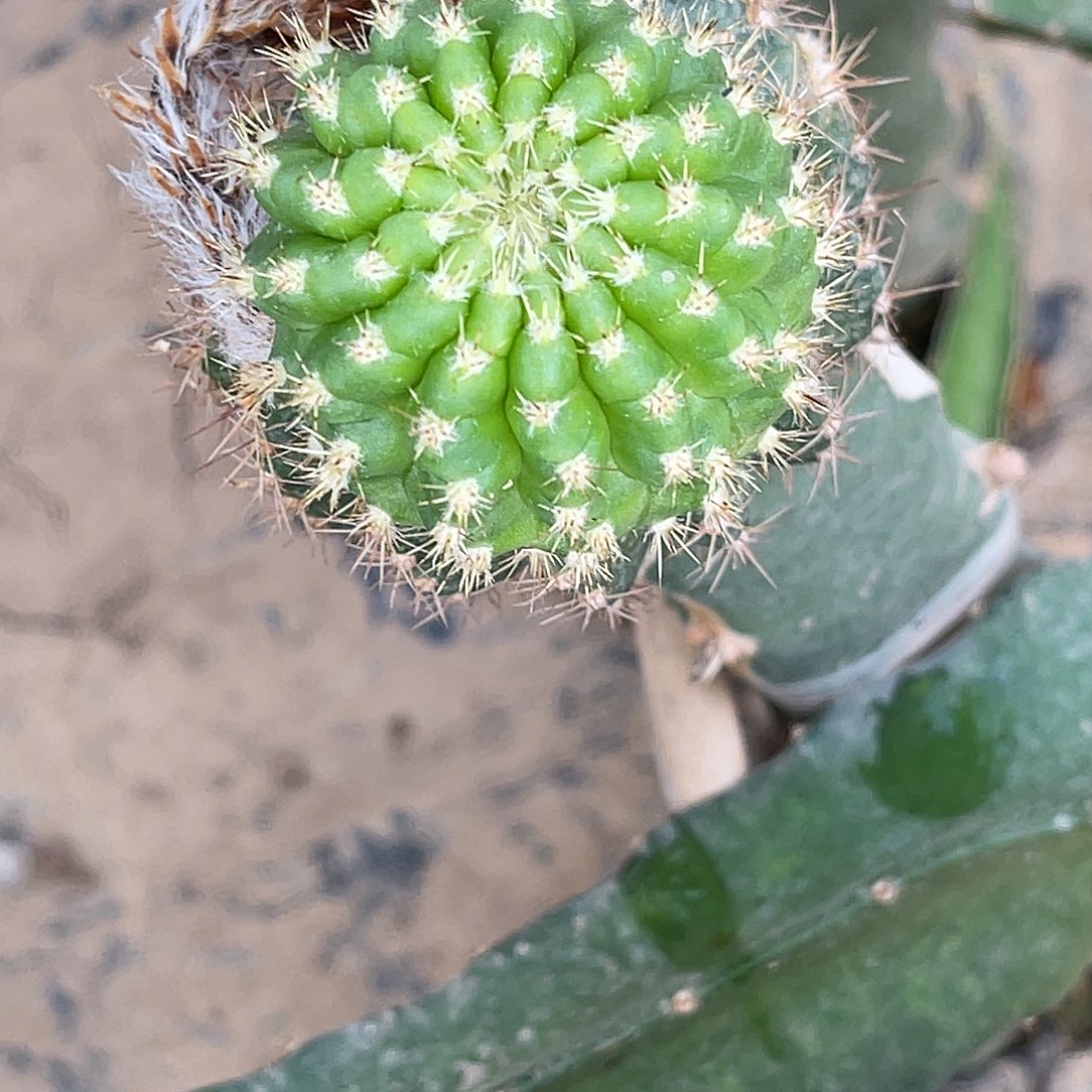 丽梅花洛侧芽4公分左右