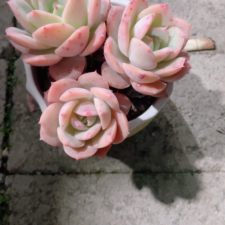 多肉植物的多肉植物