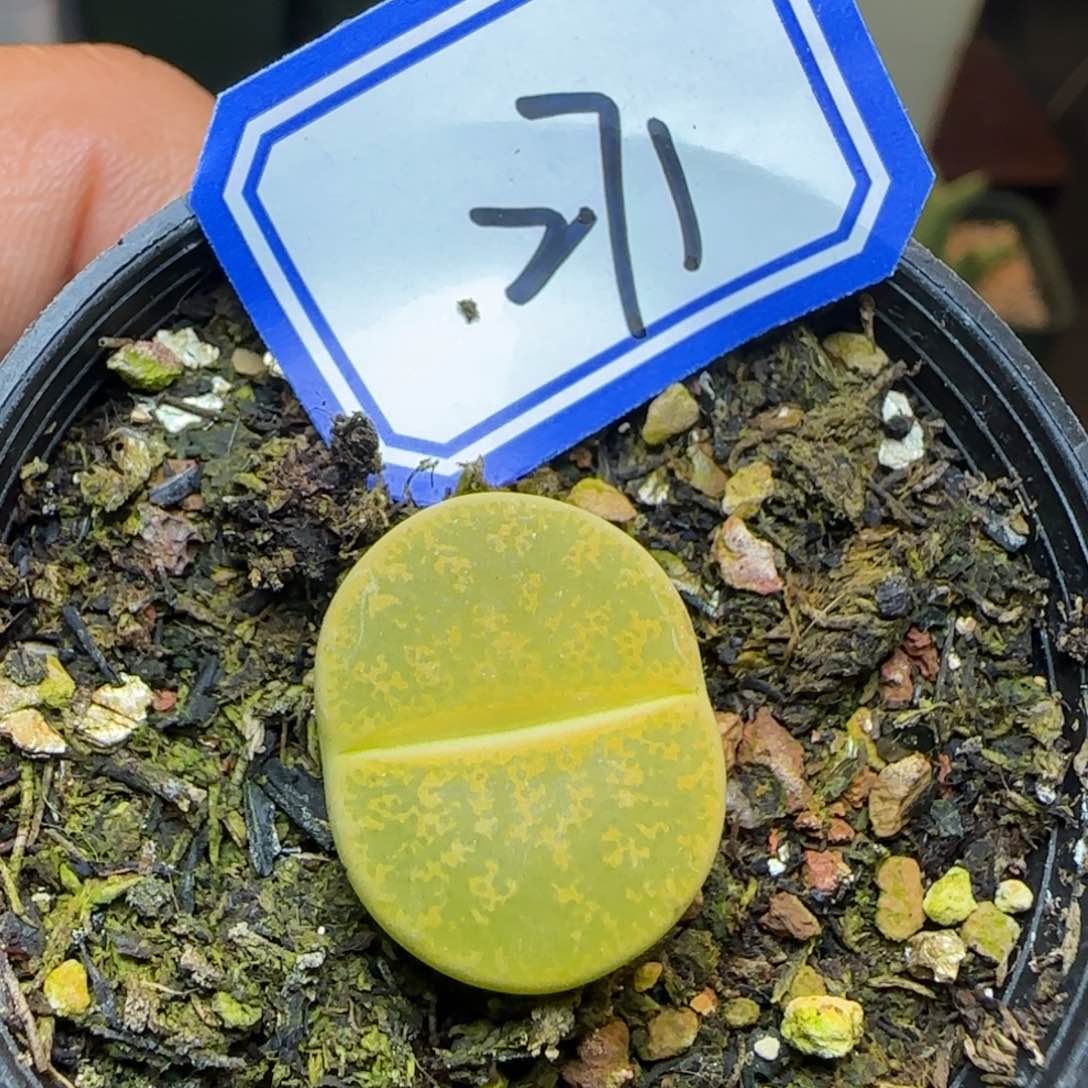 黄绿紫薰带盆土发货。      