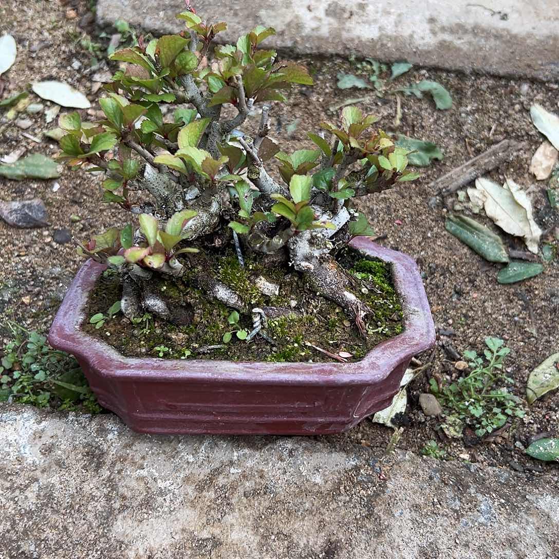 采***思完全开放茶台小品长寿梅