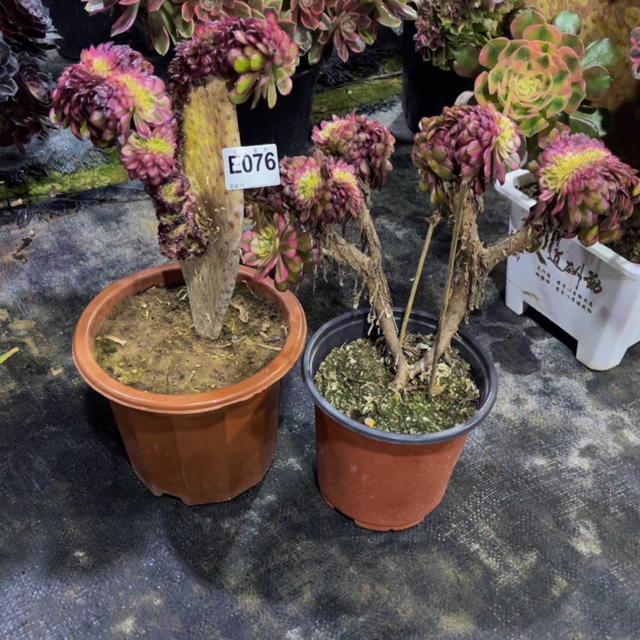 【闪购商品】07600