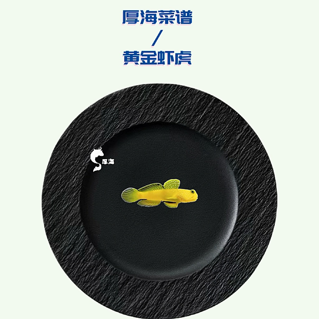 黄金虾虎 海水观赏鱼 海水饲养