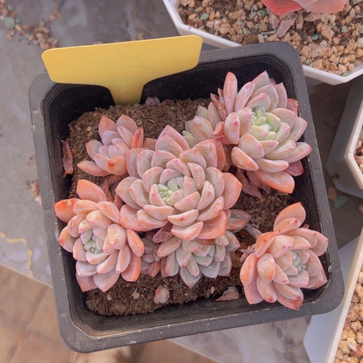 健健康康平平安安多肉植物