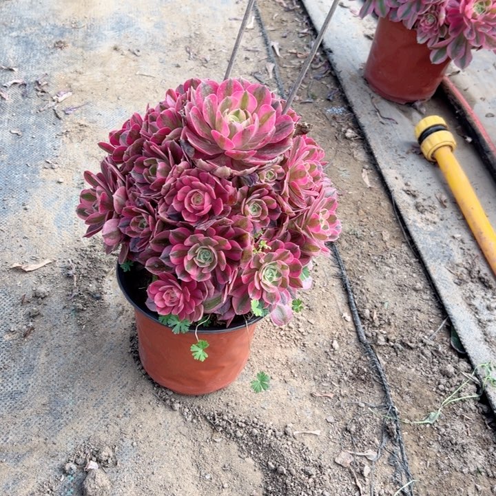 15粉女巫多肉多肉多肉多肉