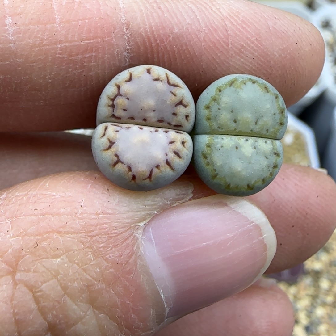 699福利一对饼干粉窗长鱿鱼边，黄绿