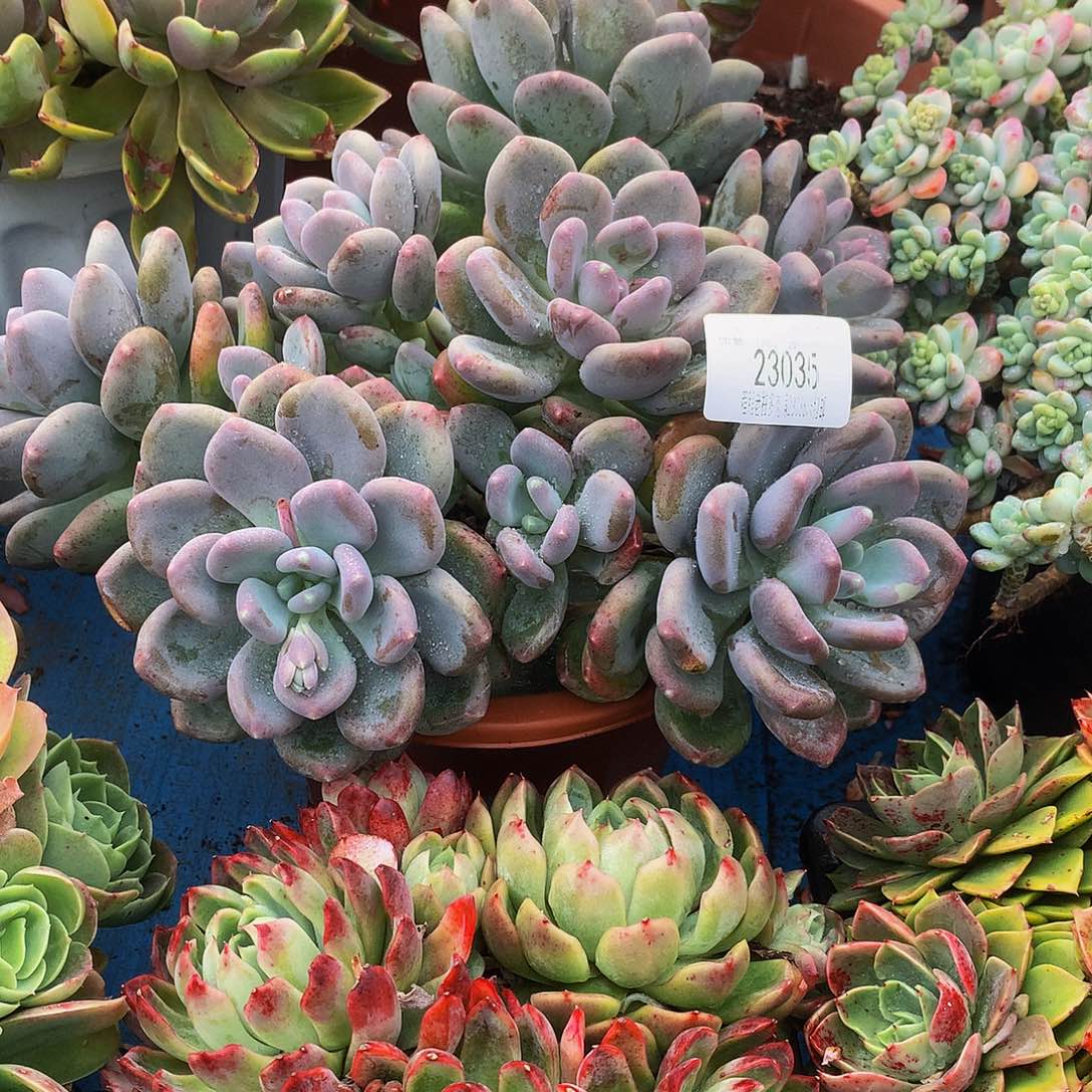 太***红咖啡美人23035吨肉多肉