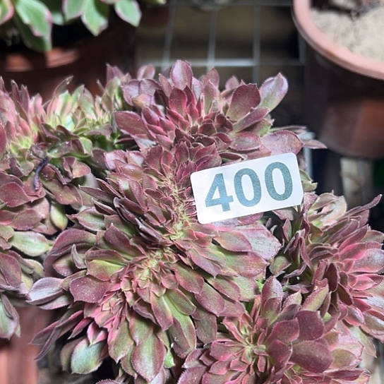 小***妹多肉植物一个雅典娜400