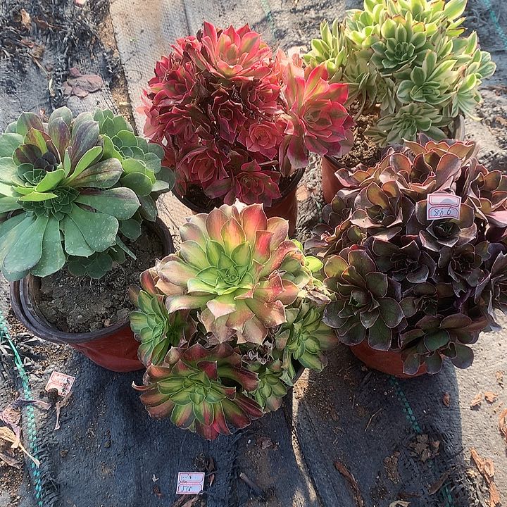 866法师5棵多肉植物