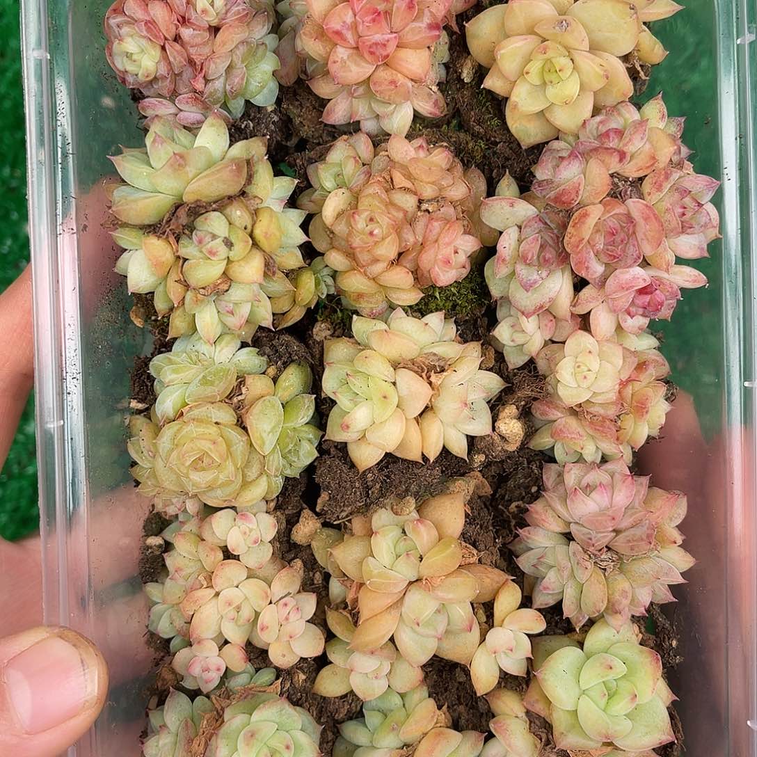 多肉一物一拍30-18