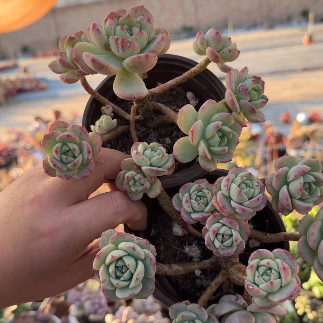 香草整装两盆老桩