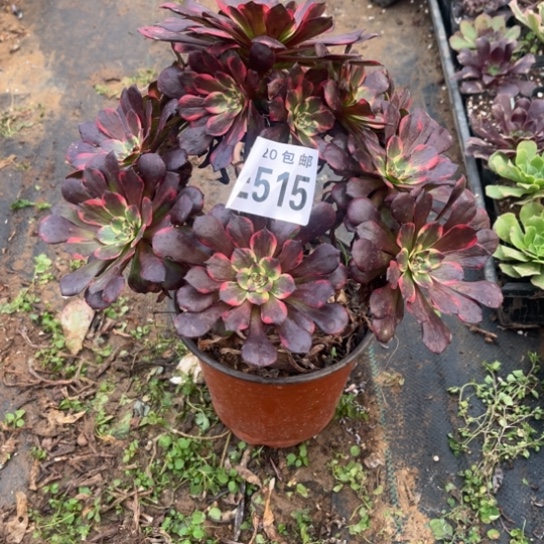 515烟花法师不包断枝