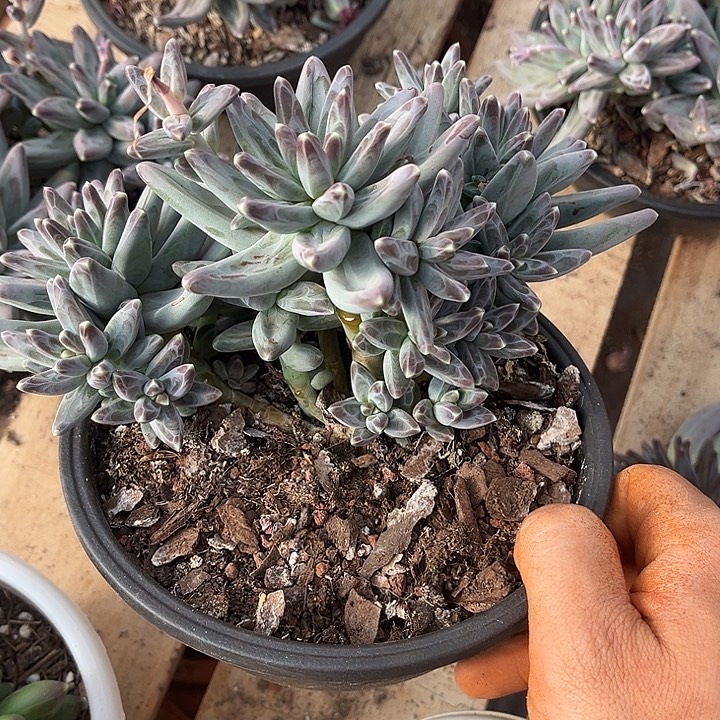 凤羽14.99多肉植物精品