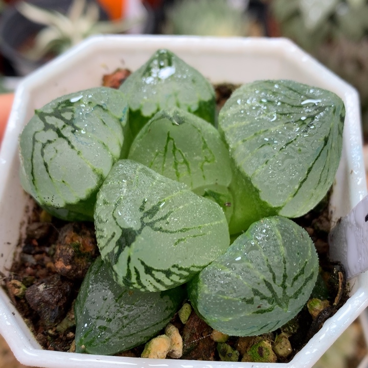 杨贵妃，带盆土发货