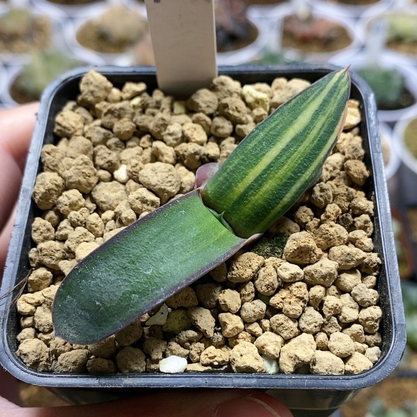 【闪购商品】111卧牛锦