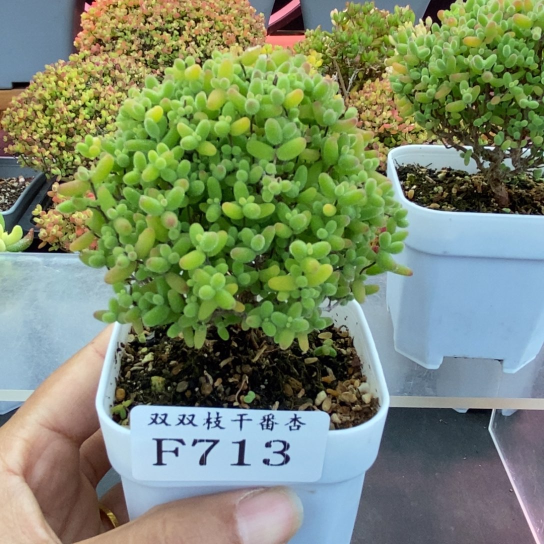 713蜜橘。             