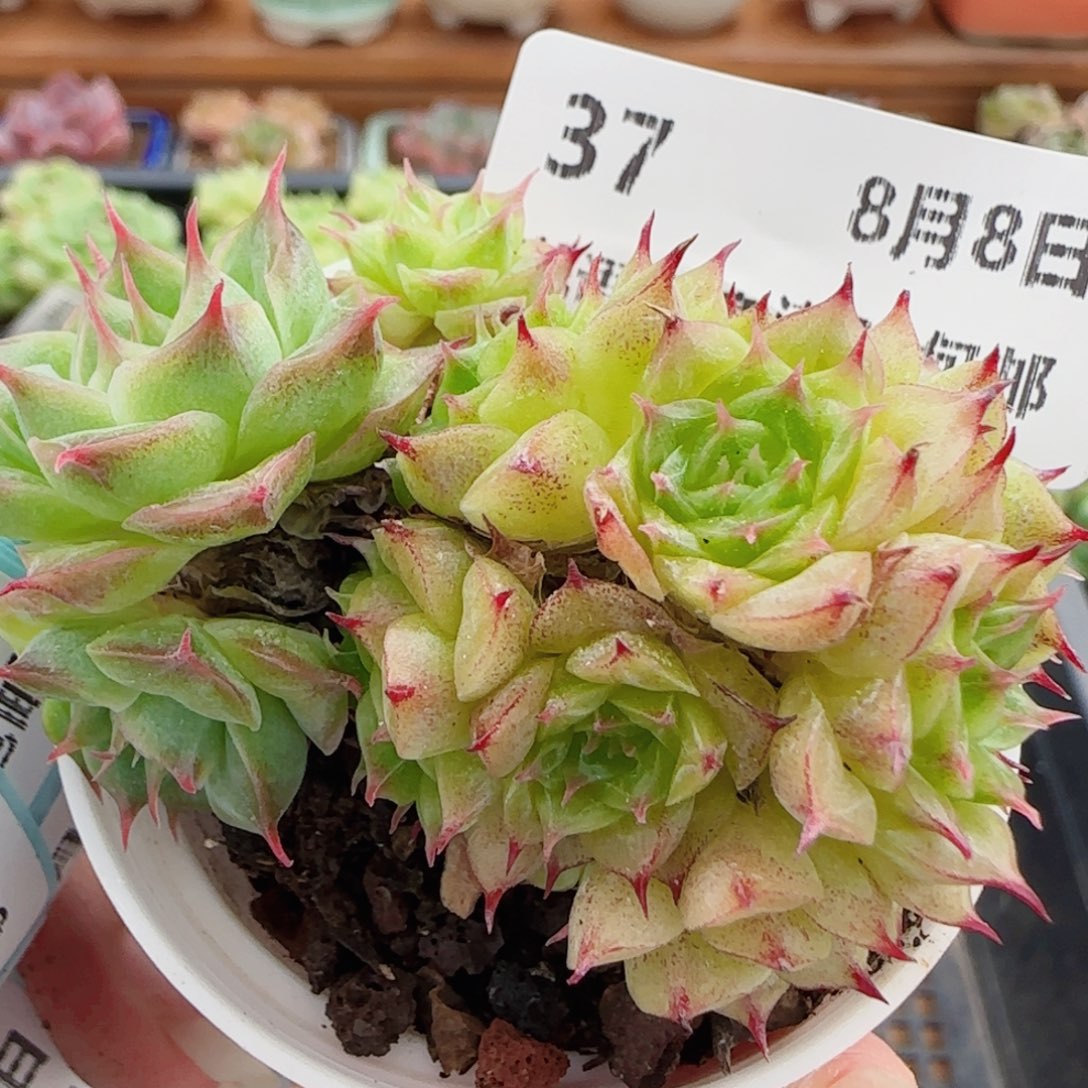 花语逸镜0808-37散