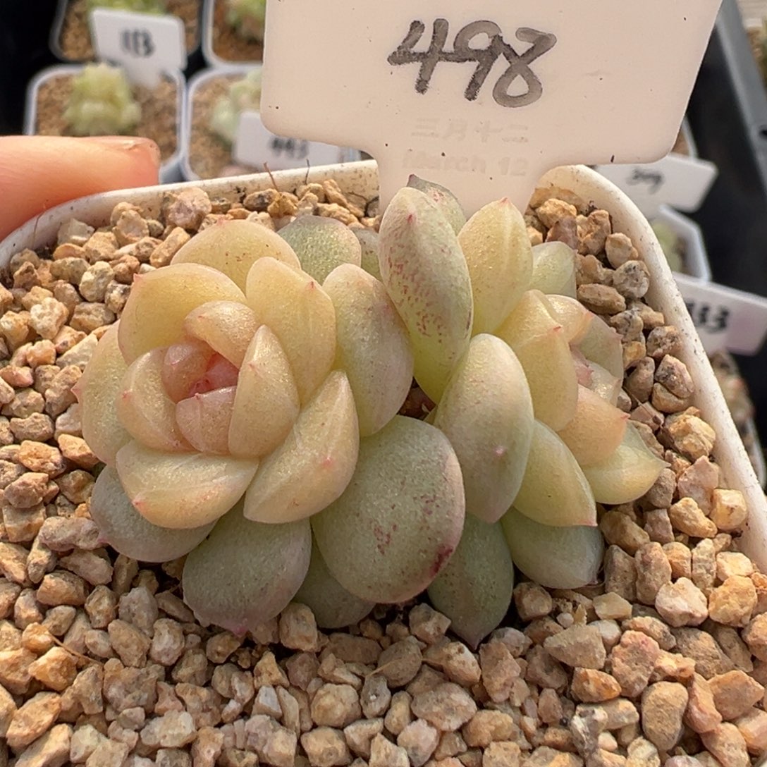 498号风花雪月系列仙音