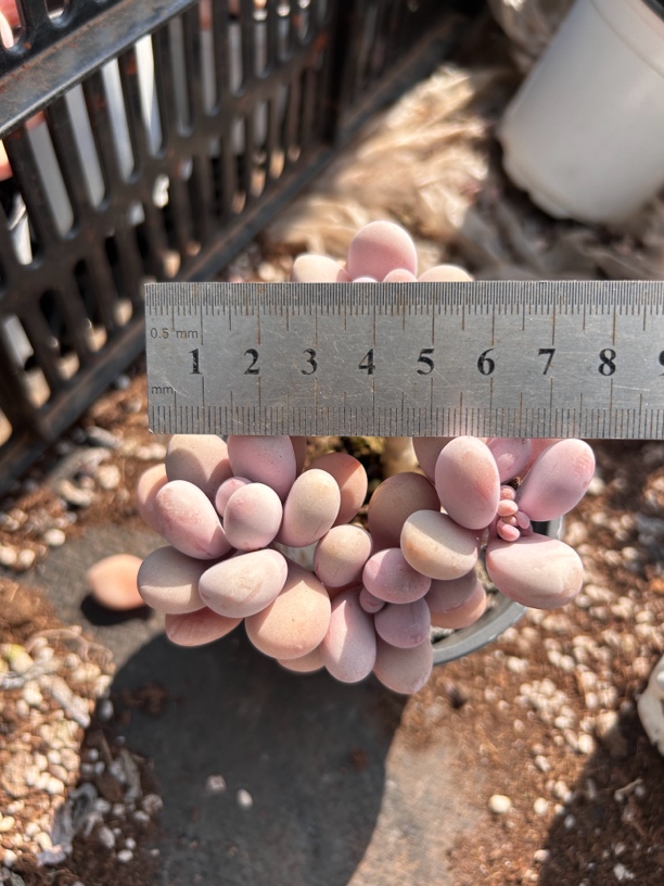 多肉 圆叶珍珠桃蛋 大小看图 嫌小勿拍 带盆土