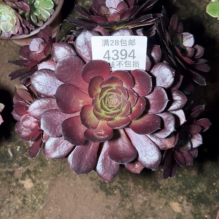 4394黑美人多肉植物