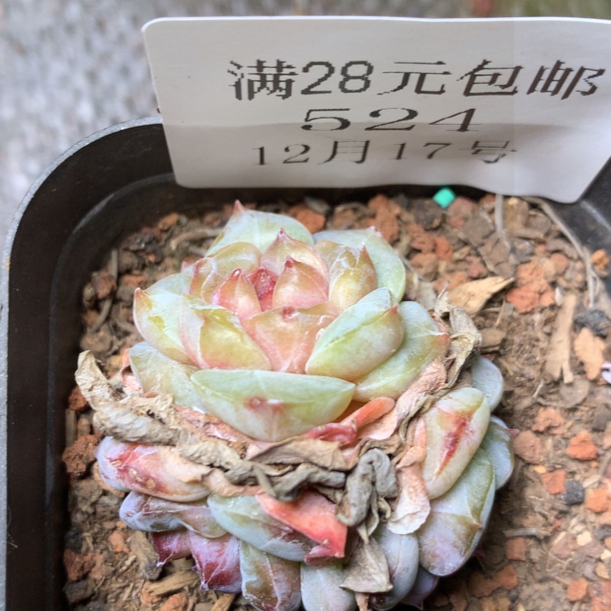 【闪购商品】云524号