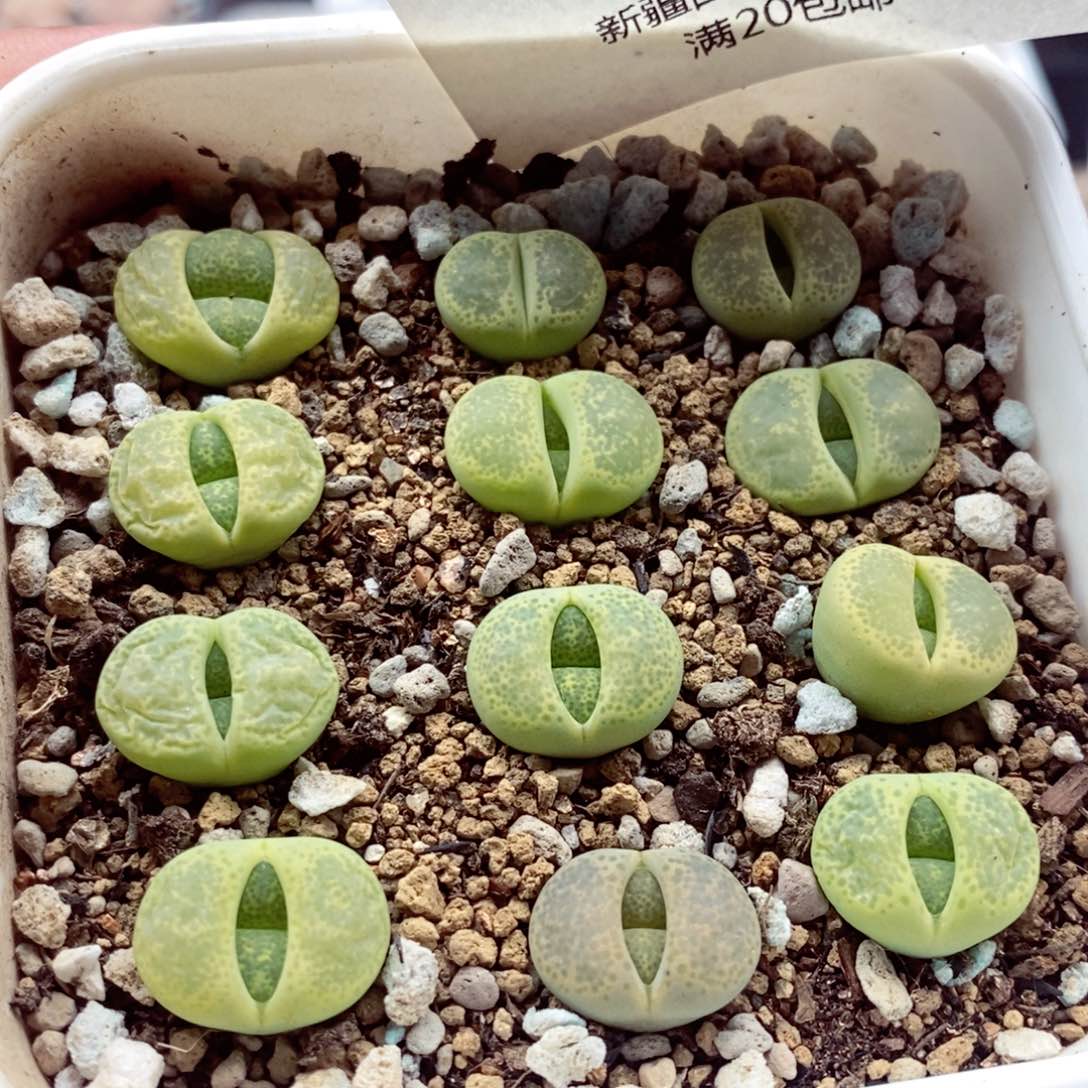 我的小姐姐们都是我的292