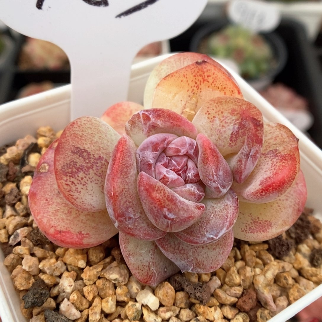 冰玉石化可拍453号。 