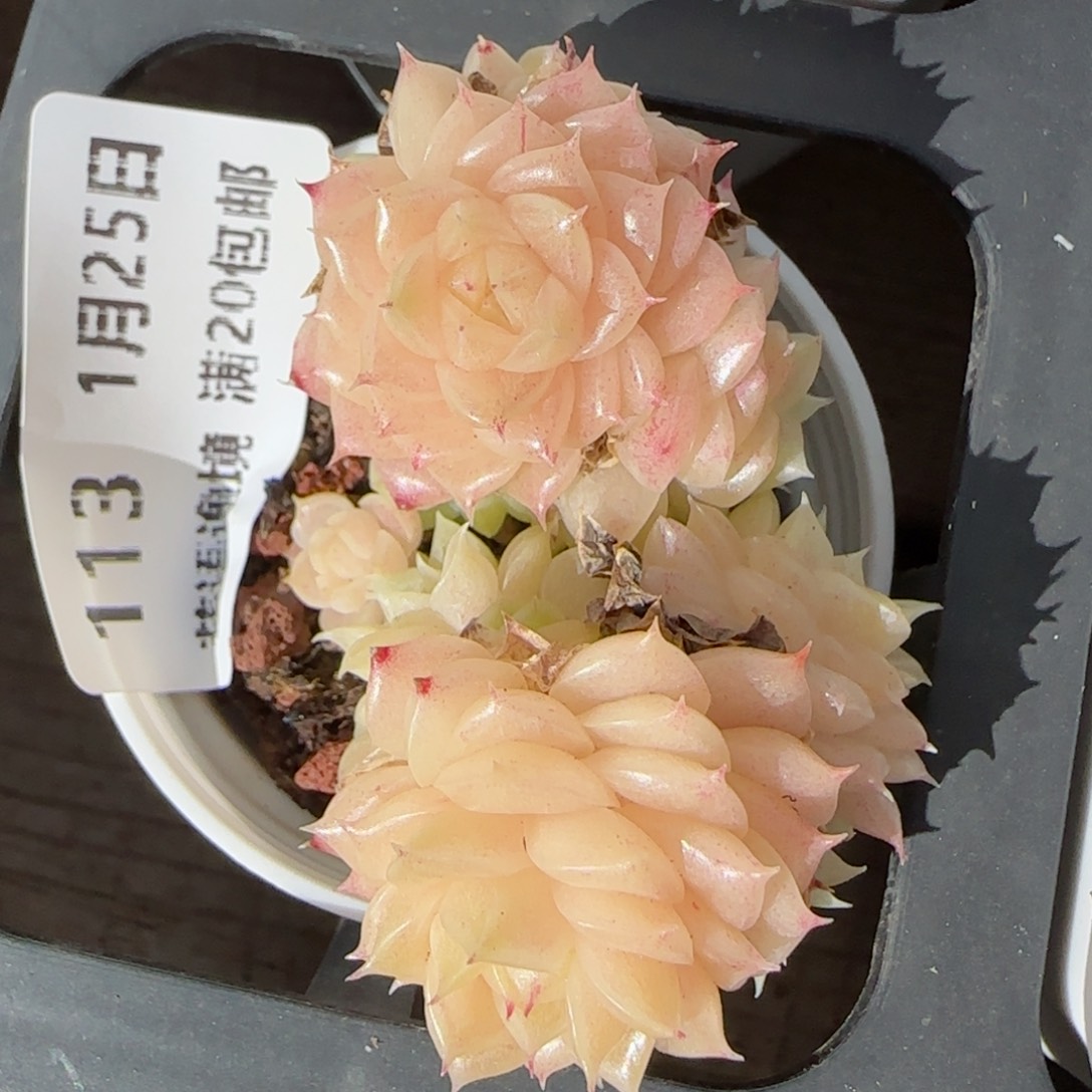 花语逸镜0125-113