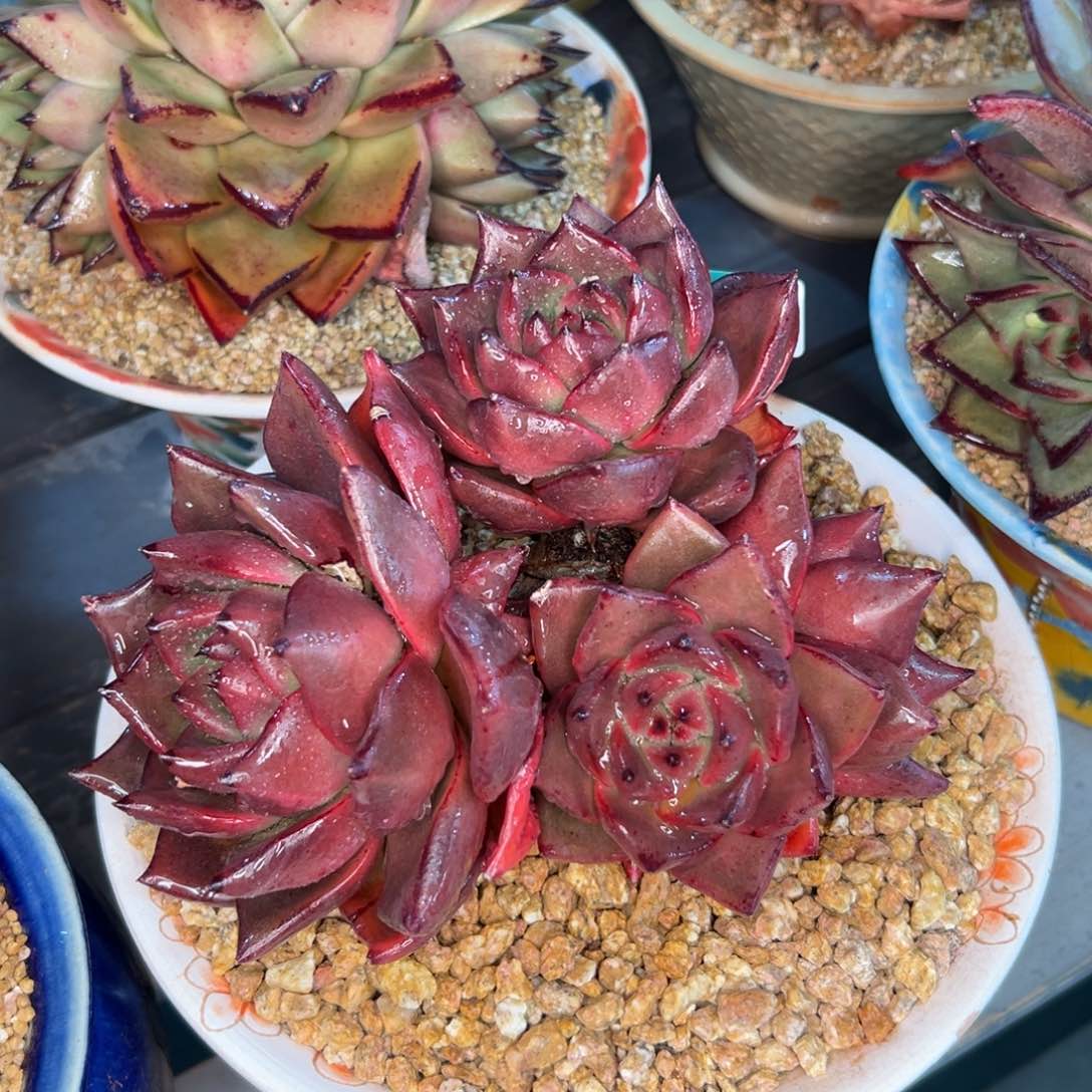 多肉一物一拍0306-245