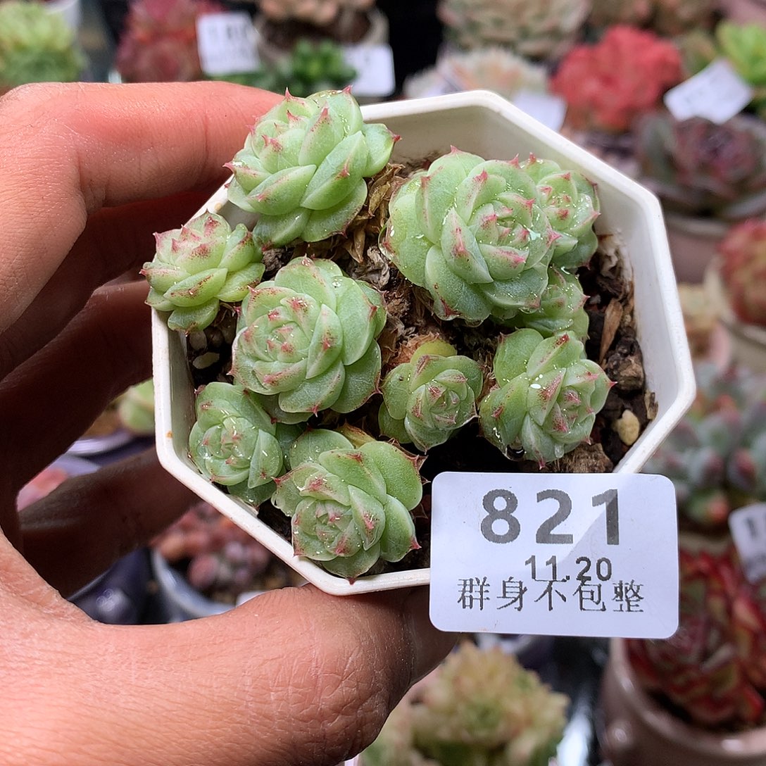 精控拇指盆11.20821