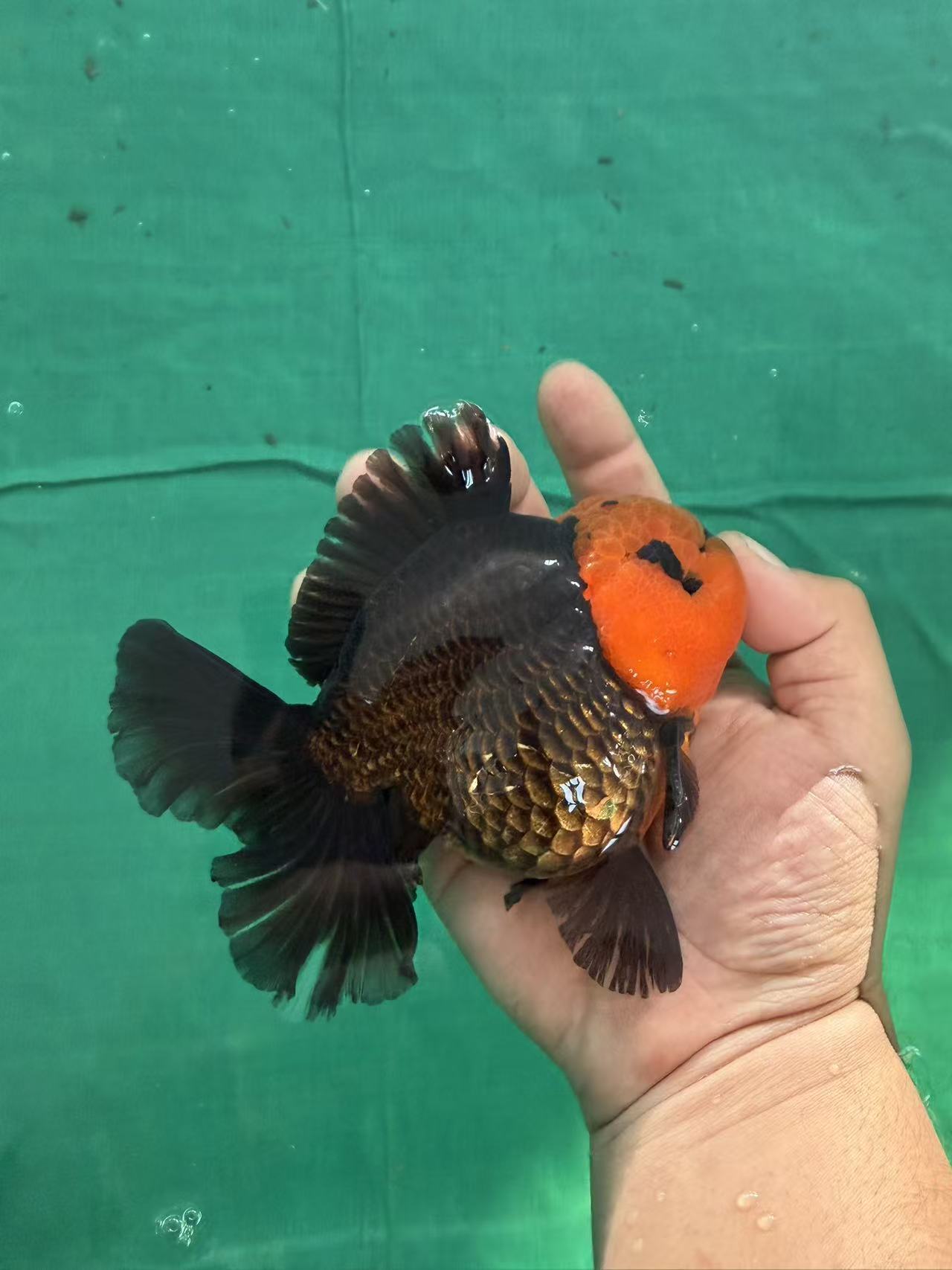 百褶泰狮观赏鱼（个别微瑕 看好下单 介意勿拍）