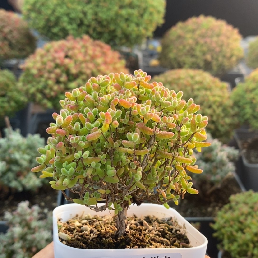 蜜橘糖球2474枝干番杏
