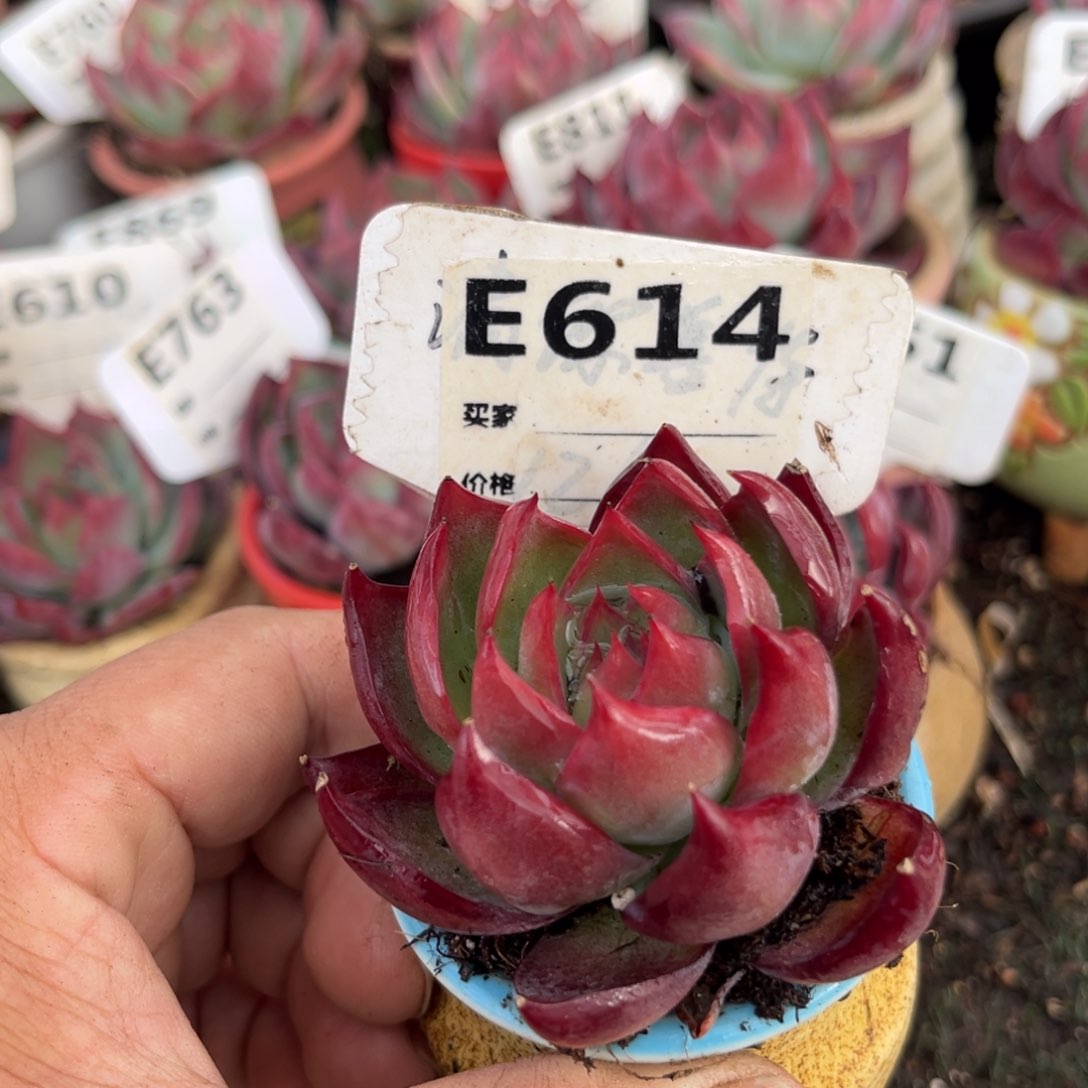 惊鸿一瞥614号多肉