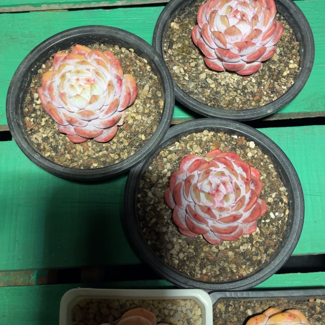 ming ming h ming m