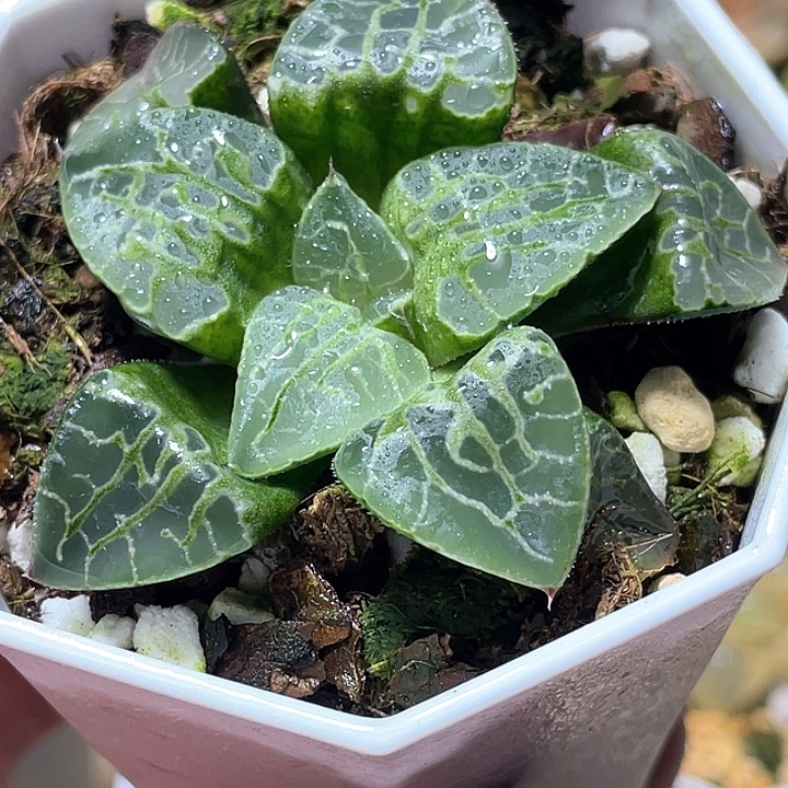 541生生不息特选福利