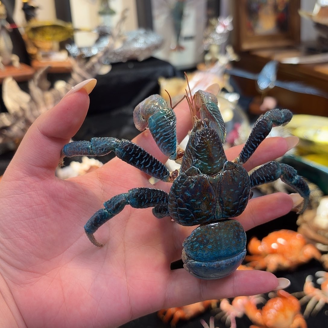 真实椰子蟹标本哦