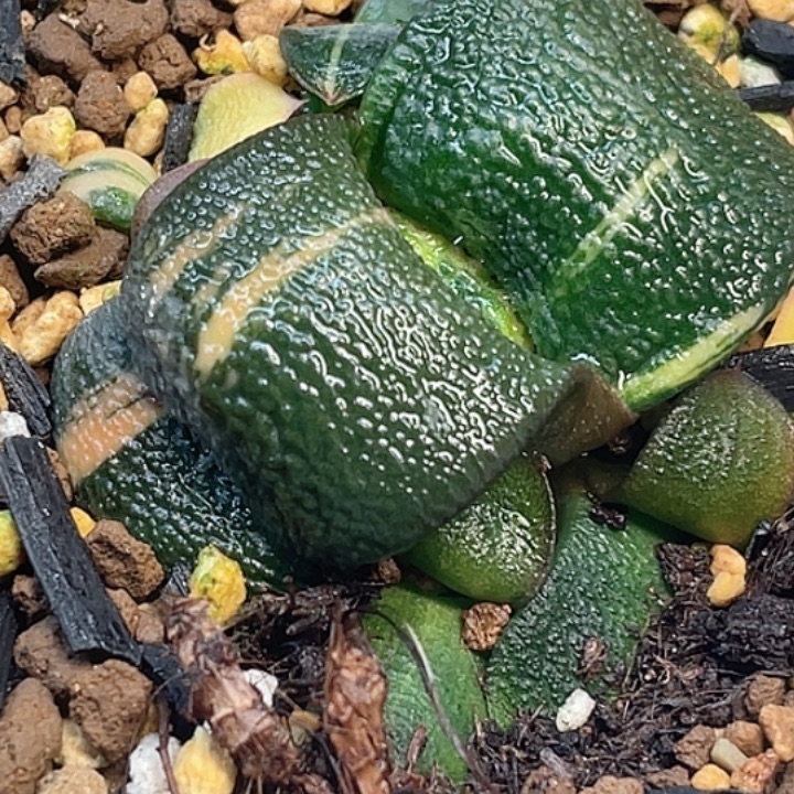 安***啊一物一拍客户专拍