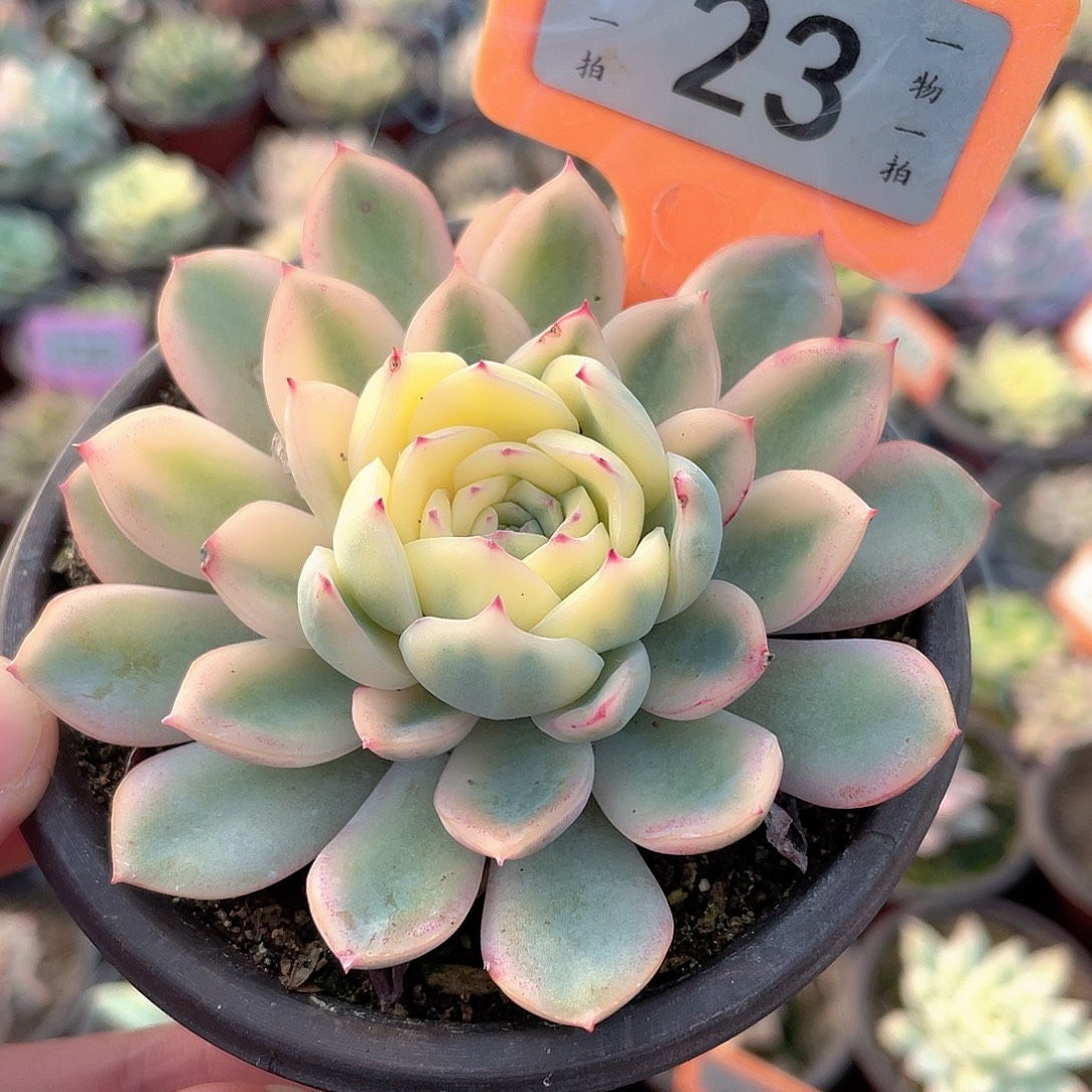 雨燕坐偏锦23号多肉
