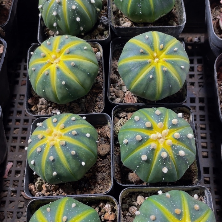 星兜锦带盆土发货