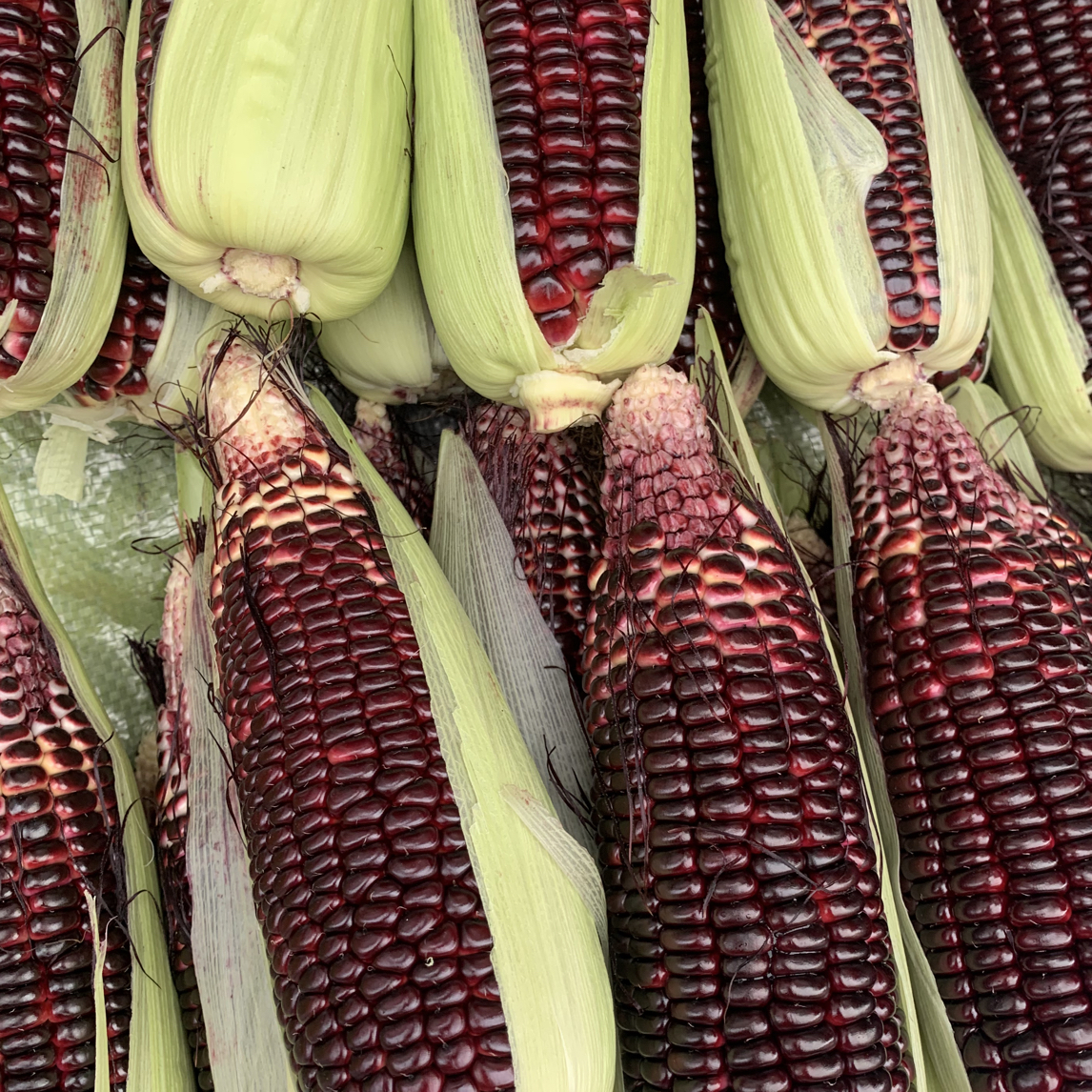 黑玉米农家自种集市现收