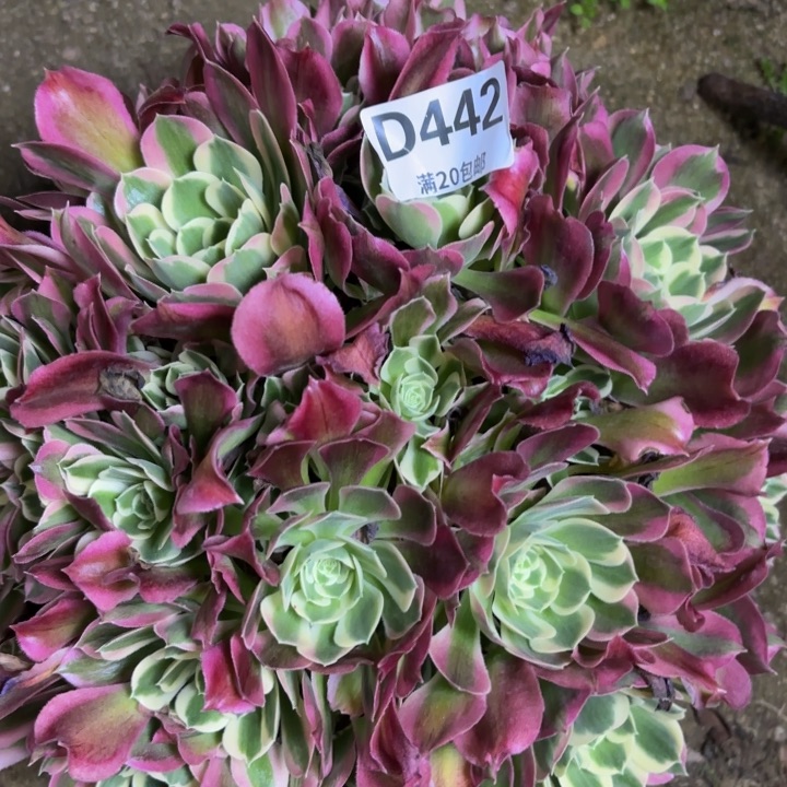 瑞妈一物一拍442