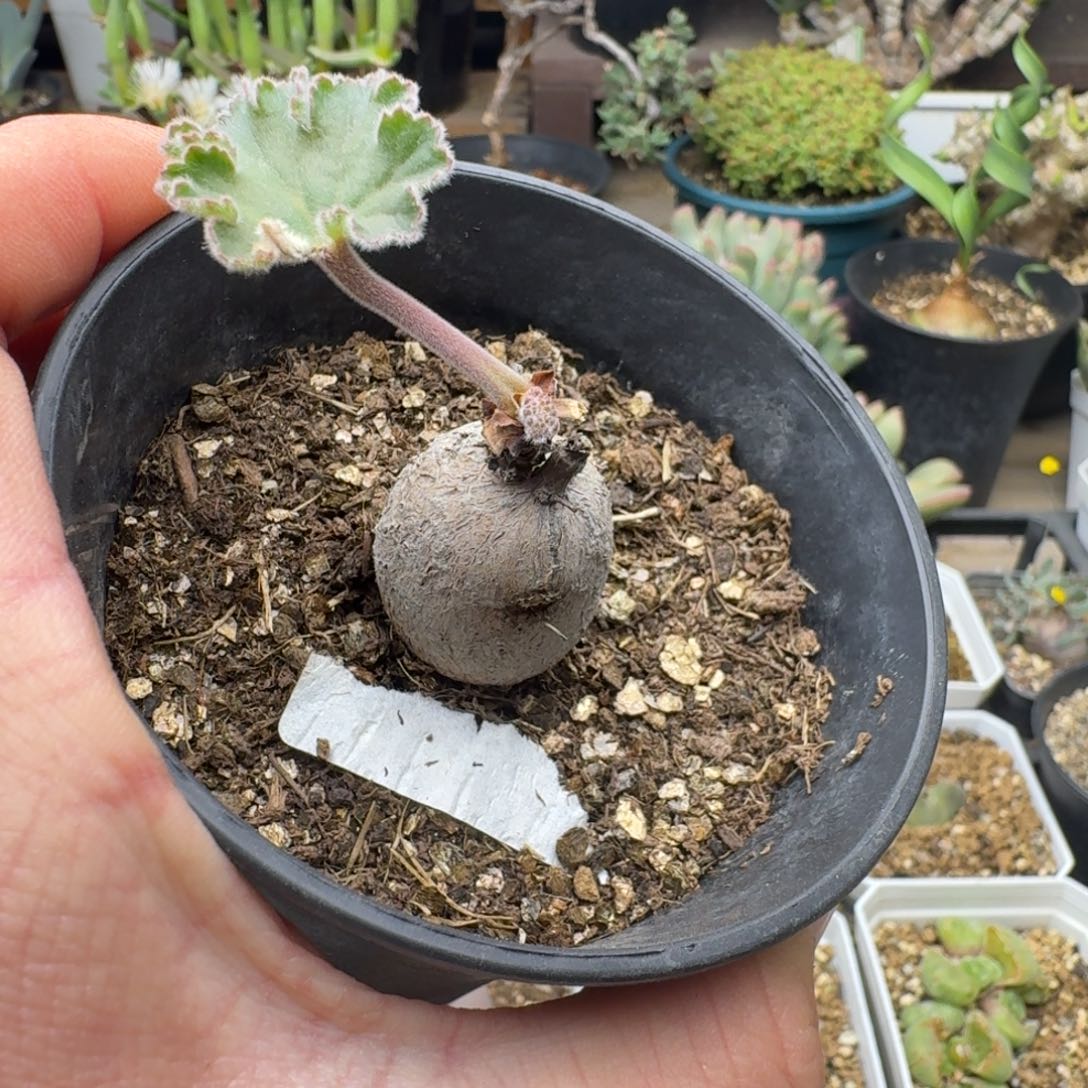 罗巴塔洋葵多肉。      