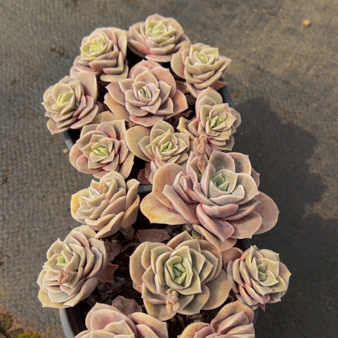 可爱玫瑰两盆七头起