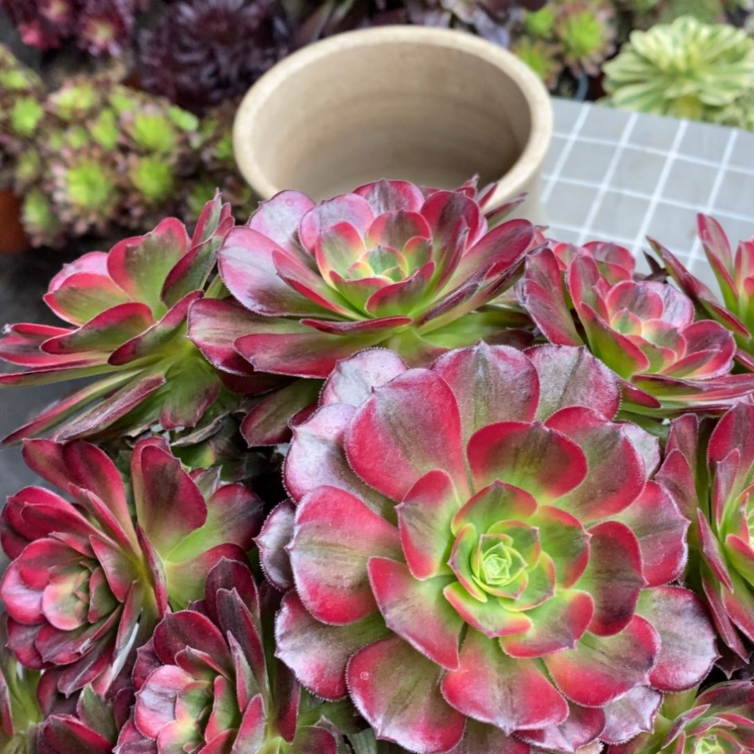 红陶一物一拍的法师老桩